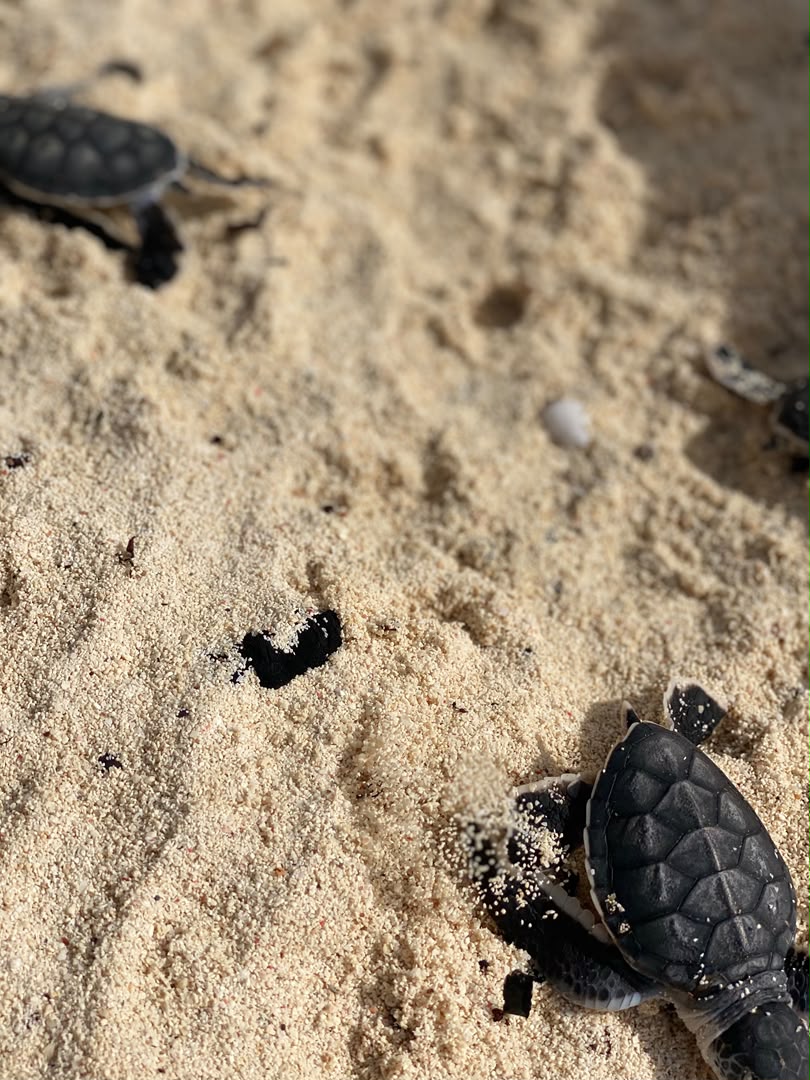 Turtle hatchlings heading for the sea
