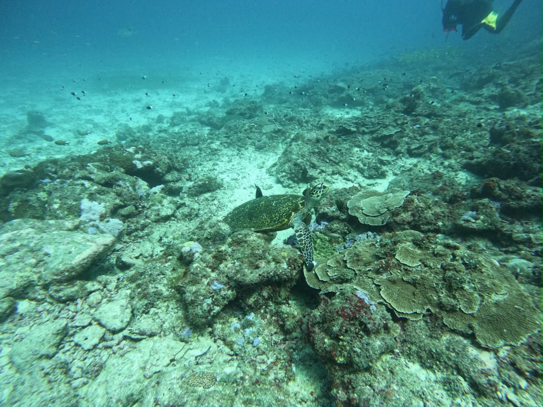 Turtle on the Reef