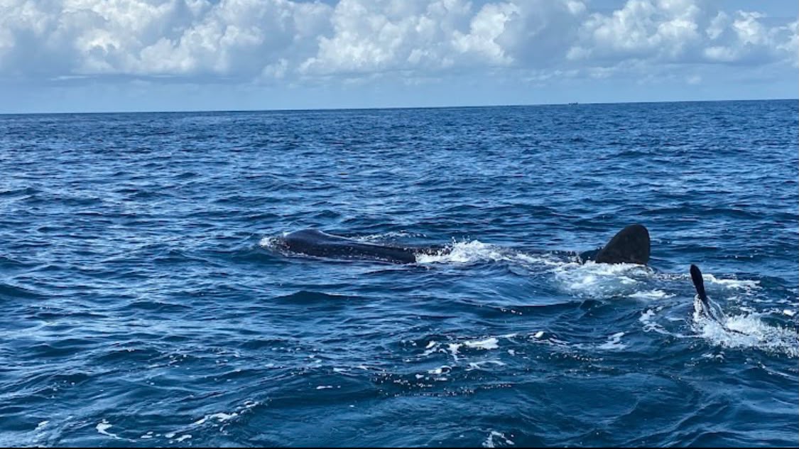 Whale Shark at the Surface