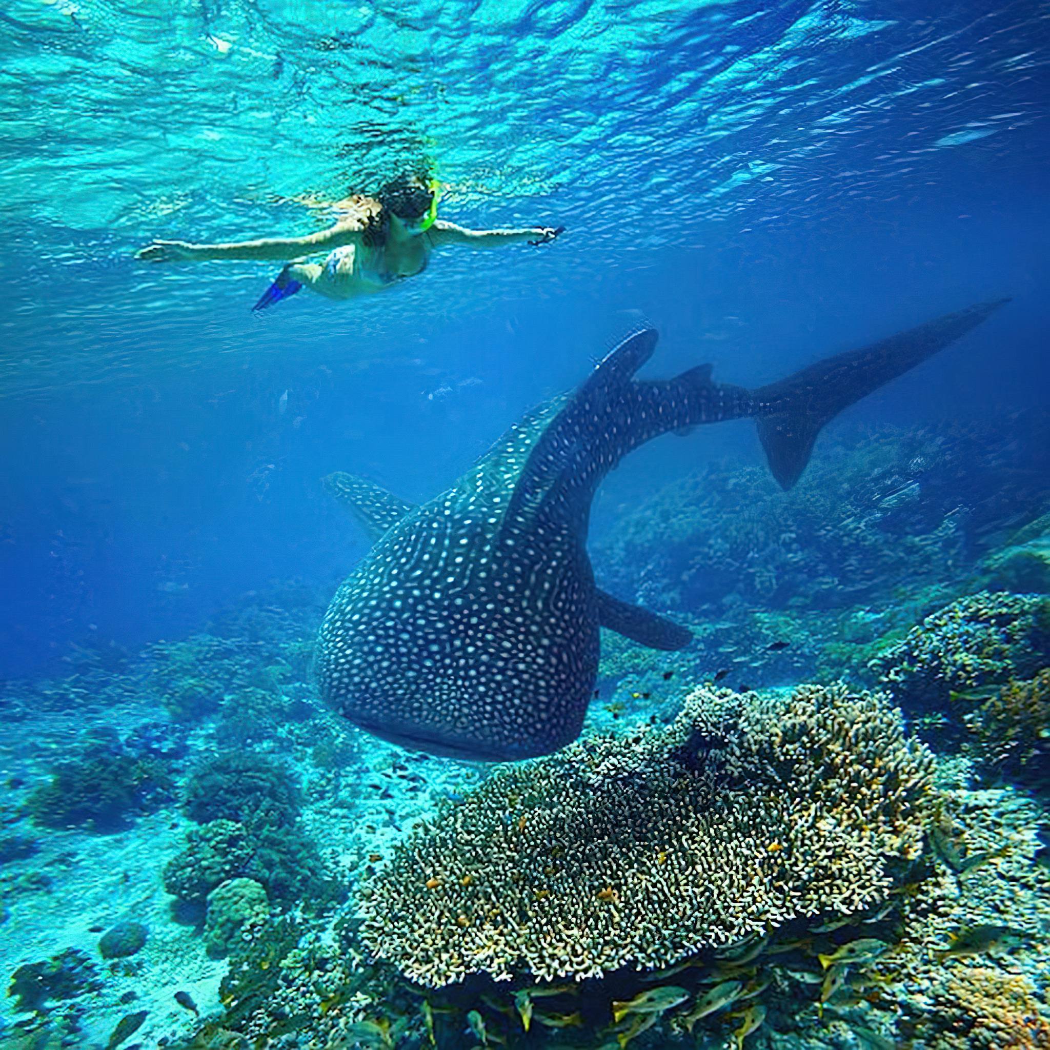 Whale Shark Ocean