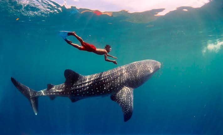 Whale shark in the blue